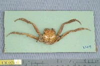 藏品(日本平家蟹)的圖片